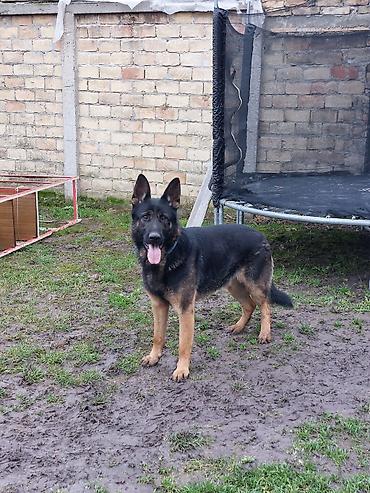 Psi: ❗ IZGUBLJEN PAS – DON ❗ 🙏 MOLIMO ZA POMOĆ I DELJENJE 🙏 Don je nestao i — 11