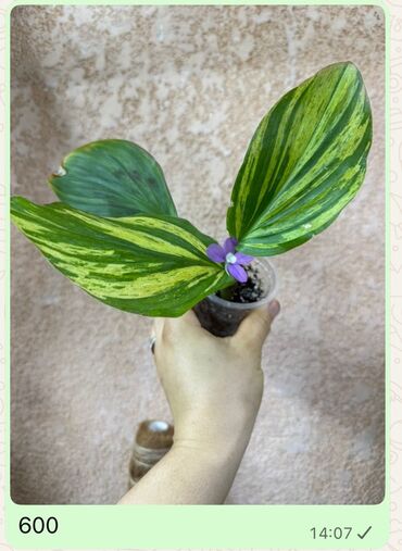 Диффенбахии: Комнатные растения 1) Диффенбахия — по 350 каждый - Вечнозелёное — 2