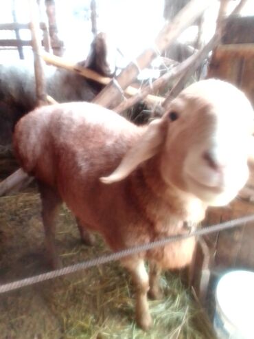 Козы, козлы: Продаю | Козлёнок | Для разведения — 14