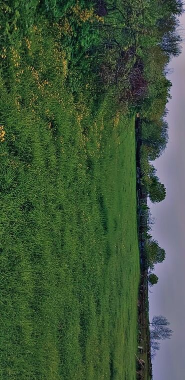 Kirayə torpaq sahələri: 10 sot Kənd təsərrüfatı, Qaz, Su, İşıq — 5