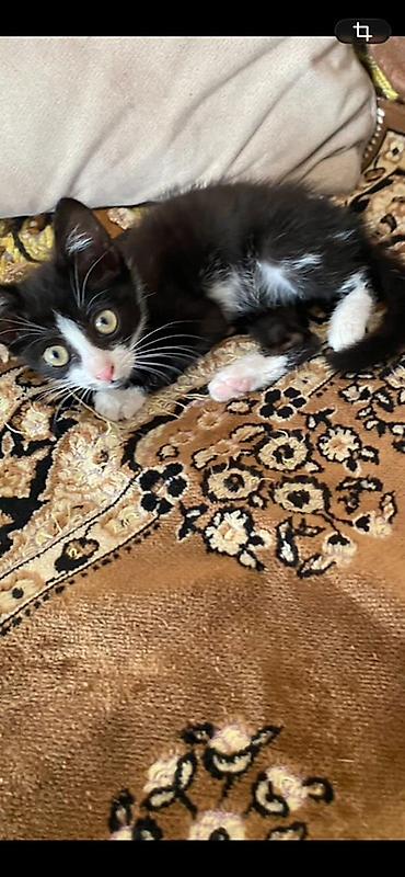 bala pişik ucuz: Dişi, Yaxşı əllərə — 4