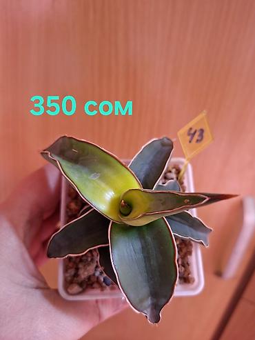 Драцены и Сансевиерии: Суккуленты Sansevieria (сансевиерия) в горшках 6–7 см. Компактные — 6