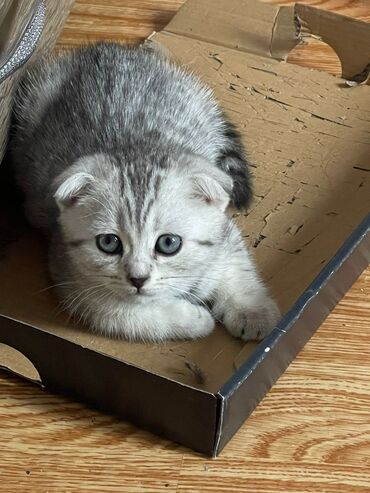 Коты: Вислоухий шотландский кошка девочка продаётся