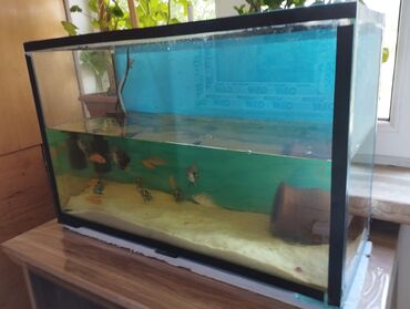 akvarium filtr: 45 litrlik qalın şüşədən yığılmış akvarium 3eded 10-12 sm ilk Oskar