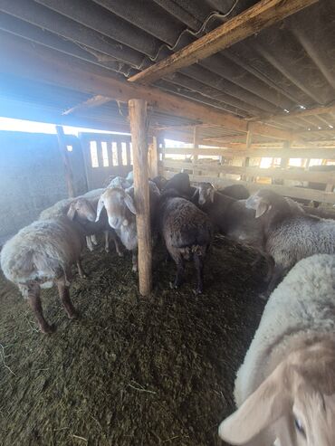 Бараны, овцы: Продаю | Баран (самец) | Арашан | Для разведения | Осеменитель — 5