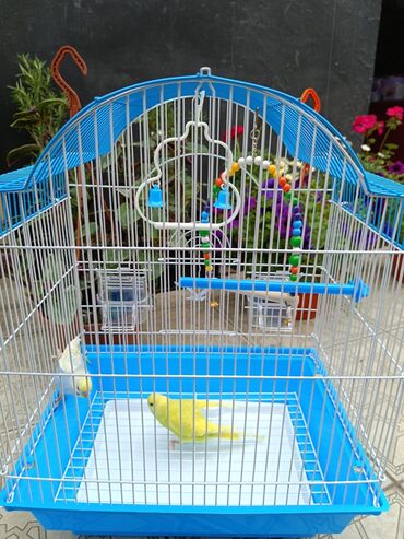 Tutuquşları: Papuqaylar 13₼
Qəfəslər 12₼ — 7