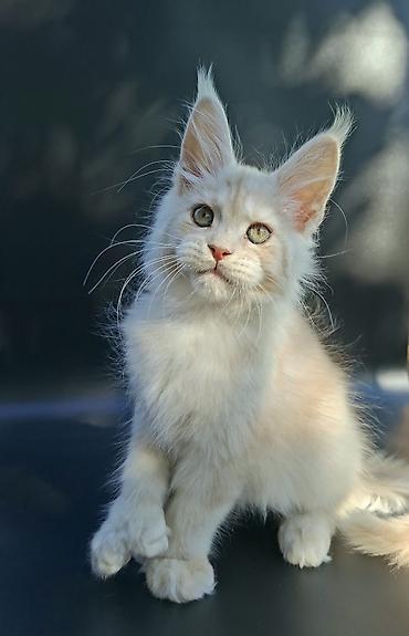 кохинхин мраморный: 🐾 Остался один эксклюзивный мальчик полидакт в поисках достойных — 4