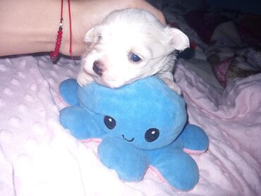 Psi: Malo belo štene – rase maltezer/pudl tip (toy veličina) - Starost — 6