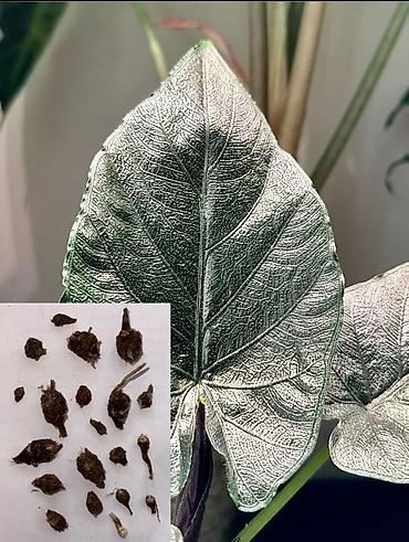 Другие комнатные растения: Добрый день! В продаже комнатные растения: Сингониумы - конфетти — 16