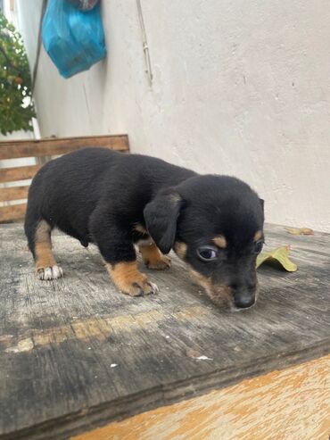 щенок в добрые руки: 2 ay, Erkek