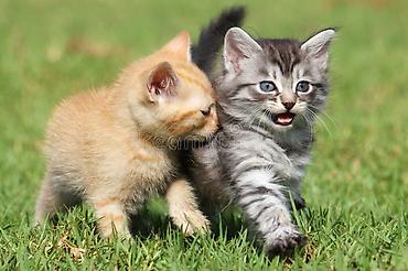 когтеточка для котят: Котята домашние, разные окрасы - Возраст: маленькие котята из одного — 3