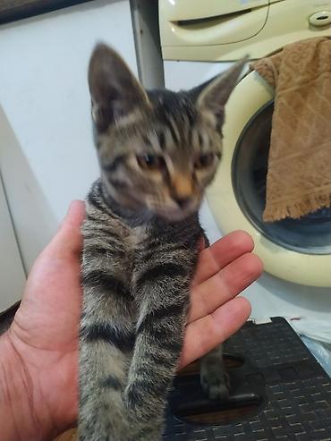 метис сибирской кошки: Отдаю котят!!! белая - кошечка! серый - котик! — 2