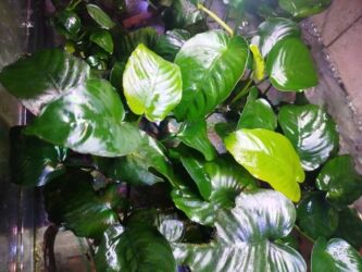 yerli inekler: Anibias Barteri Qiqant nadir növlərdən di yerli artım Y.Yasamal. 5