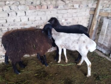 гиссарский баран цена в кыргызстане: Продаю | Овца (самка) | Полукровка | На забой, Для разведения | Ярка
