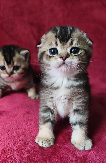 Продажа кошек: Скотиш Фолд (Шотландская вислоухая), 2 месяца, Девочка at lalafo.kg — 10 Продажа кошек: Скотиш Фолд (Шотландская вислоухая), 2 месяца, Девочка — 10