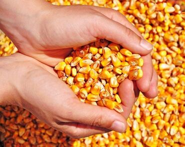 купить семена кукурузы бишкеке: Кукуруза В розницу, Самовывоз