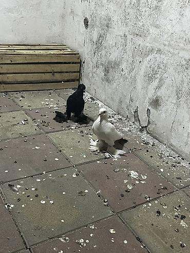 göyərçinler: Dekorativ lələklilərdi Ana baladı balasının qanadların kəsməmişəm — 3