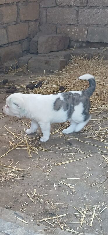 İtlər: Alabay, 1 ay, Erkek, Peyvəndli, Ödənişli çatdırılma — 7