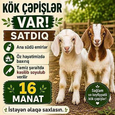 balakən heyvan satisi: Kök çəpişlər satılır! - Ana südü ilə bəslənir - Öz həyətimizdə — 1