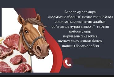 сколько стоит домик для кошки: Сатып алам | Уйлар, букалар, Жылкылар, аттар, Кочкорлор, койлор | Күнү-түнү, Союуга, этке