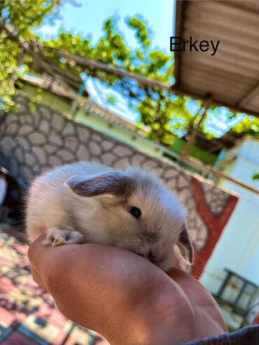 Dovşanlar: Salam🖐🏻. Müxtelif karlik reng seçimleri ve sortları var 🎁 ad — 2