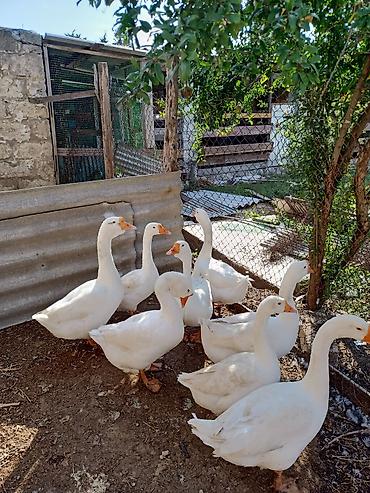 Qazlar: Salam. Linda qazı satılır 7 eded. damazlıq heyvanlardı - Cins: ağ ev — 3
