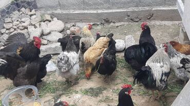 Куры, петухи: Продаю | Куры, Петух, Цыплята | Домашняя | На забой, Для разведения, Несушки — 5