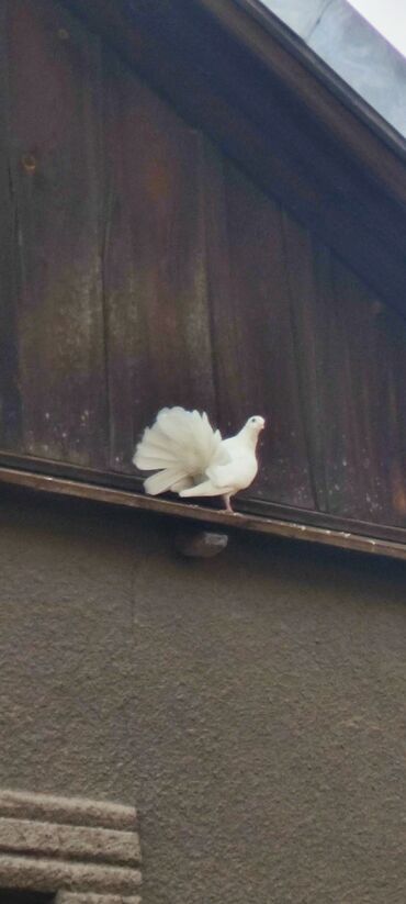 Птицы: Продаю голубей Павлинов — 8