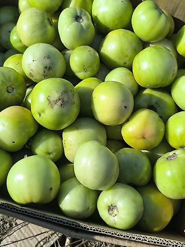 фикус ретуза гавайская: Помидоры Оптом — 4