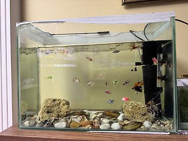 Salam.Akvarium satılır.Uzunluğu 65sm,hündürlük 45sm,eni 25sm. Qiymət lalafo.az -da Salam.Akvarium satılır.Uzunluğu 65sm,hündürlük 45sm,eni 25sm. Qiymət