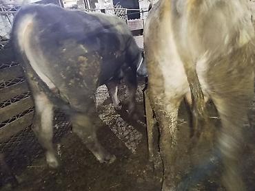 Коровы, быки: Продаю | Бык (самец) | На откорм | Привязанные — 17