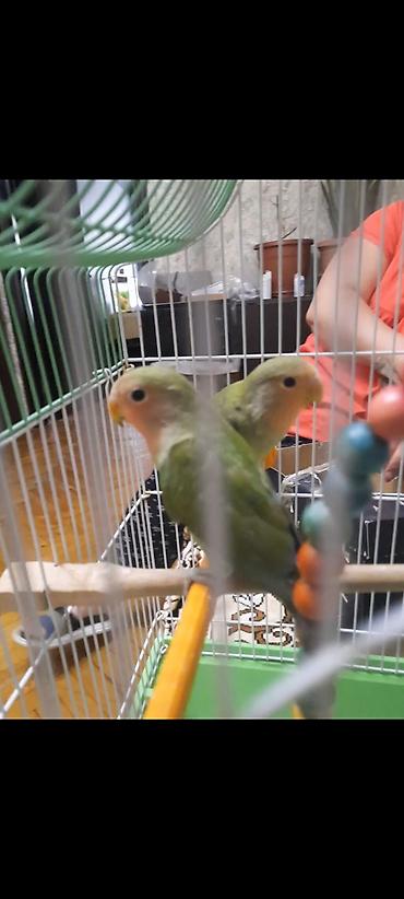 Попугаи: Növ: Sevgi papağanları (Agapornis) Say: 2 ədəd cüt Rəng: Açıq-yaşıl — 2