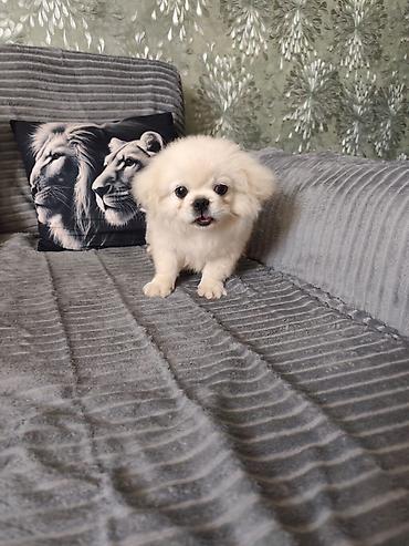seksi it: Pekines, 3 ay, Erkək — 3