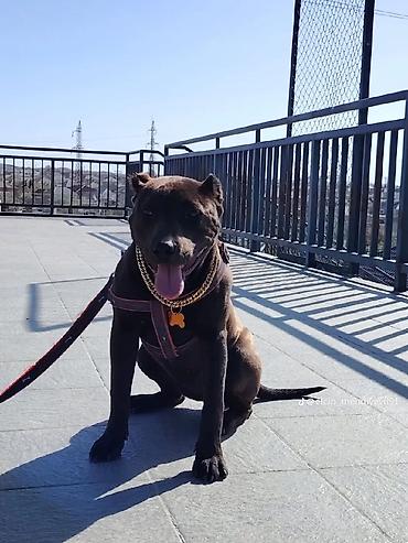İtlər: Pitbul, 1 ay — 1
