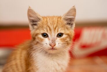 домики для котят: Мышык бекер берилет: Породасыз, 2 айлык, Эркек