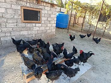 sabuncu toyuq bazari: Toyuq, Australorp, Yumurtalıq — 4