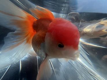 danio baliqlari: Oranda, Sülhsevər — 5