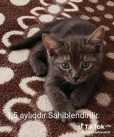 Tabbi