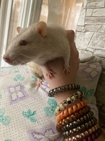 домашние крысы: Отдам крыса вместе с клеткой крыс породы Дамбо ручной требует ласки