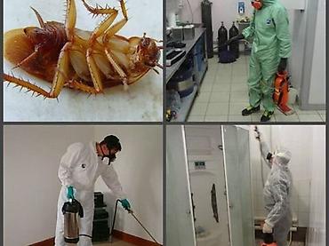 Дезинфекция, дезинсекция: Дезинфекция, дезинсекция, | Клопы, Блохи, Тараканы, | Транспорт, Офисы, Квартиры — 11