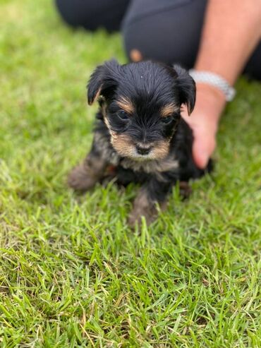 Άλλα: Yorkshire Terrier Puppy For adoption 11 Weeks old READY TO LEAVE, Vet