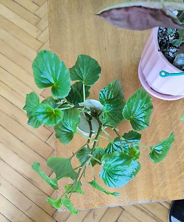ucuz gul buketleri: 🌱 Begonia zoğları satılır! 4 ədəd zoğ — 1 AZN. 🌸 Çiçəkləri — 4
