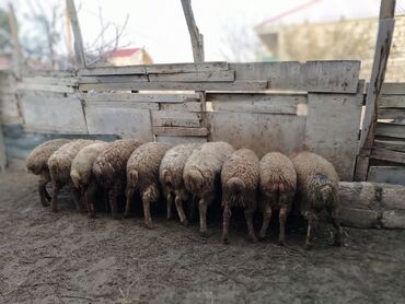 Quzu: Quzu, Erkək, Qala, ay: 1, 29 kq, Ətlik, Damazlıq, Ünvandan götürmə — 1