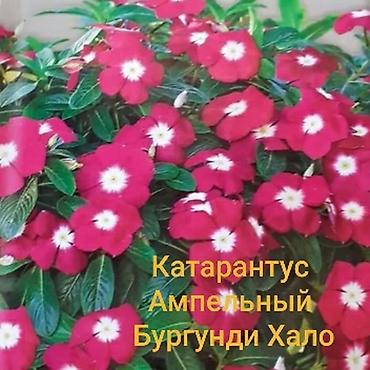 бут массаж: Продаю клубни каллы - 580 сом. Семена катарантусов американской — 4