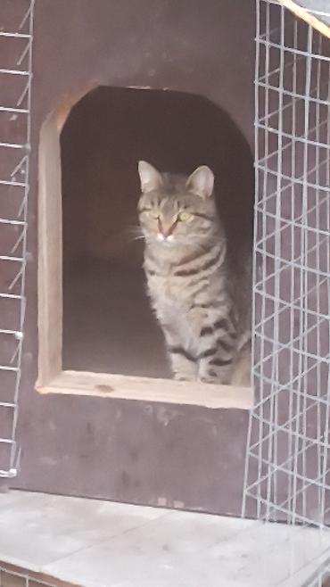 Спил деревьев, заготовка дров: Пилю деревья цена индивидуально! Пилю дровабревна 1500 - с/куб — 10