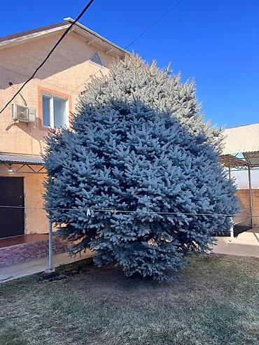 Ель голубая (Picea pungens ‘Glauca’) — крупное декоративное дерево для