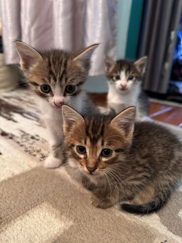возьму кошку в добрые руки: Очаровательные пушистики ищут дом! ❤️ Котята-метисы сибирской породы