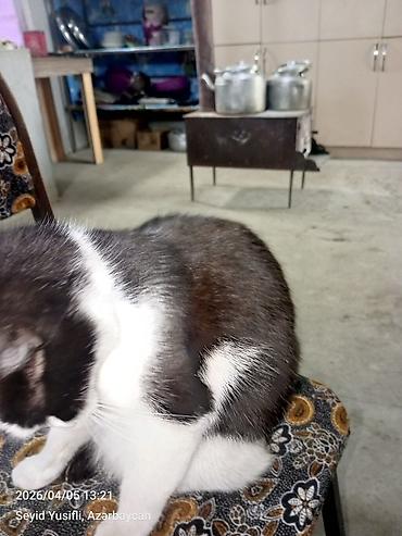 Pişiklər: Yaxşı əllərə — 8