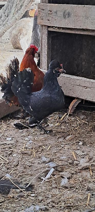 Toyuqlar: Toyuq, Damazlıq — 4