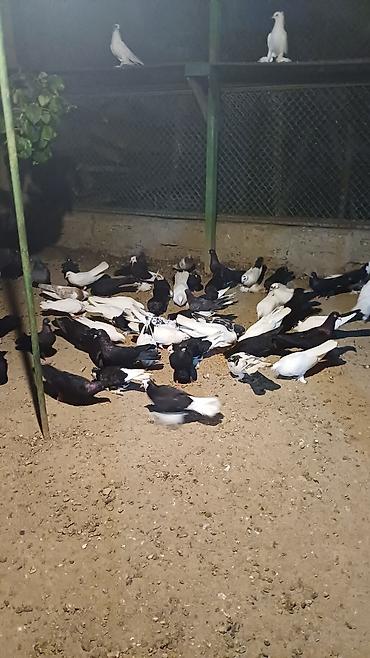 Голуби: Məhsul: Qabarlı ayaqlı dekorativ göyərçinlər (qarışıq rənglər) — 8